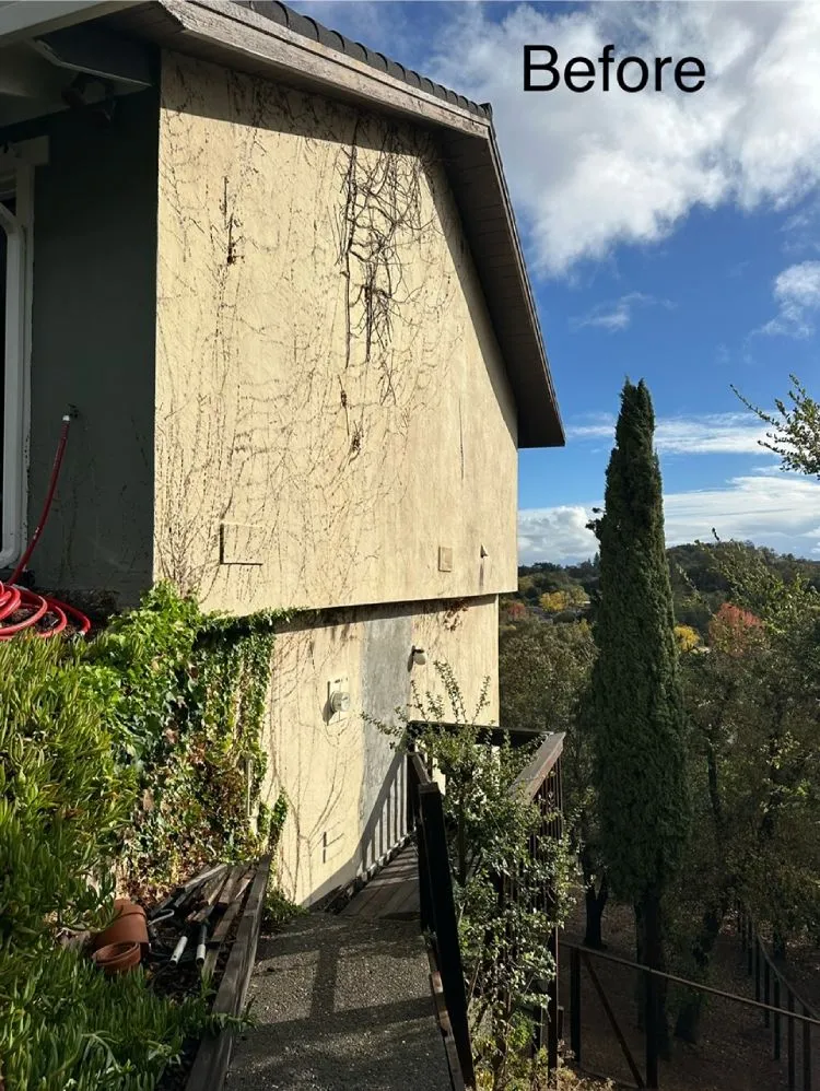 Cracked, vine-damaged stucco wall on a hillside home (before) — stucco restoration in Novato
